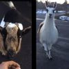 Video: Man Thoroughly Startled By Magical Goat & Llama In Upstate NY